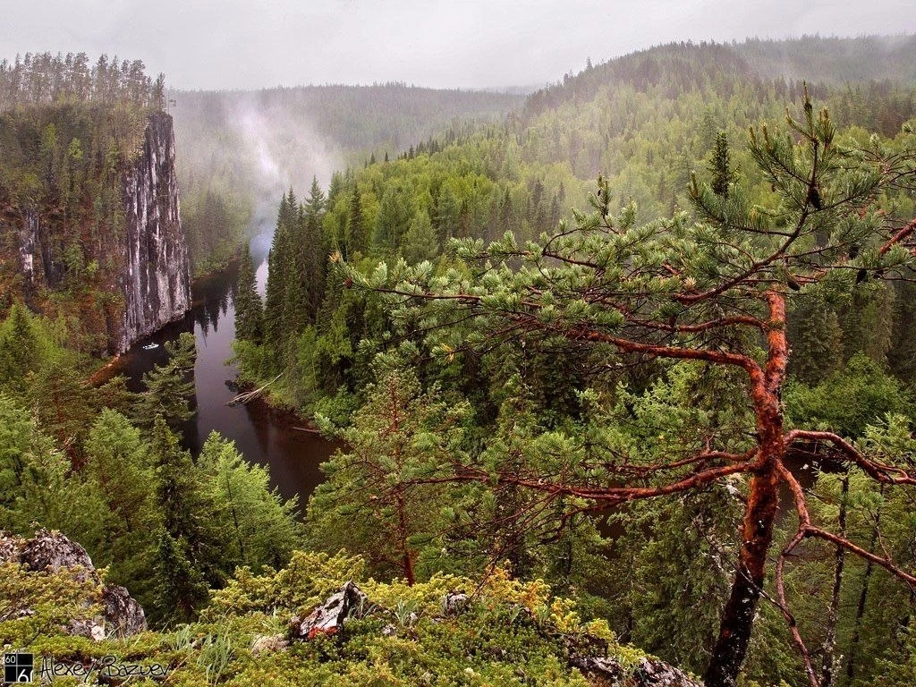 Иконка Канал ГКУ СО "Ивдельское лесничество" — портал Max