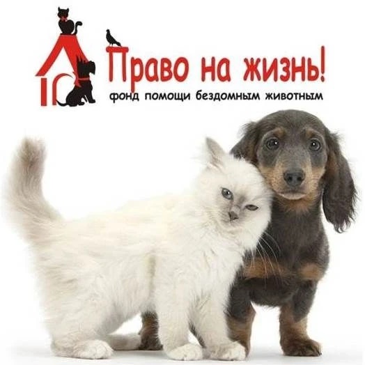 Иконка Канал Помощь животным Ноябрьска — портал Max