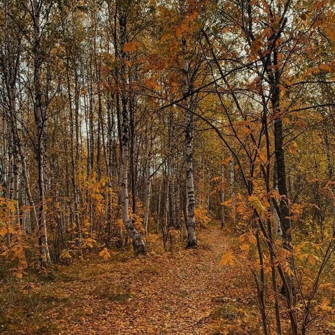 Иконка Канал ГАУ АО "КАМЫЗЯКСКИЙ ЛЕСХОЗ" — портал Max