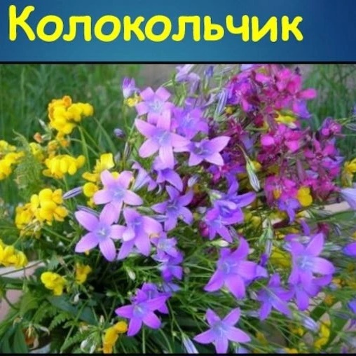 Иконка Канал МКДОУ "Липковский д/с "Колокольчик " — портал Max