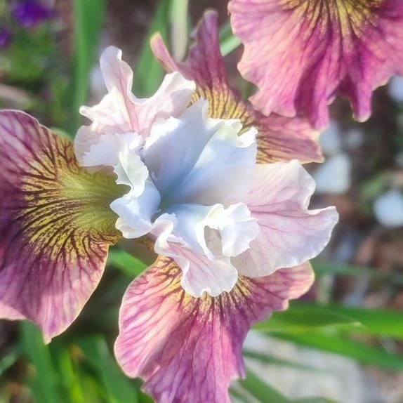 Иконка Группа Иридарий. Каталог многолетников. Профсемена.Иркутск - Иркутская область. — портал Max