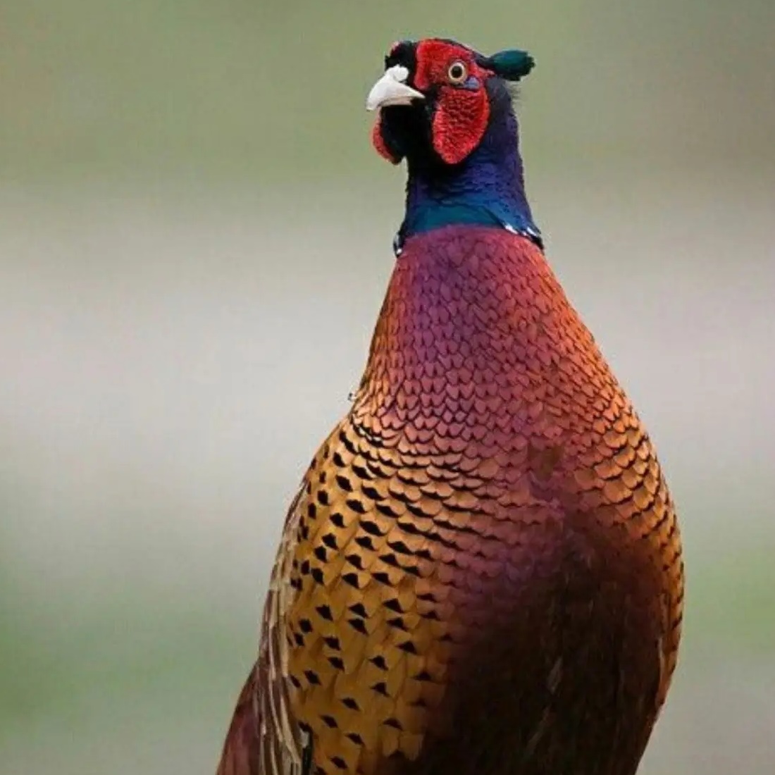 Иконка Канал ГКУ КК "Кубанский фазан" — портал Max