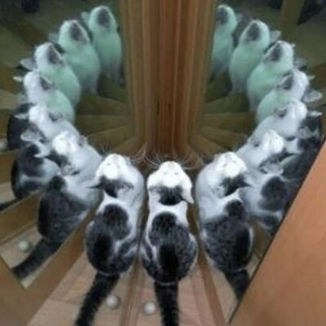 Иконка Канал Follyflly — портал Max