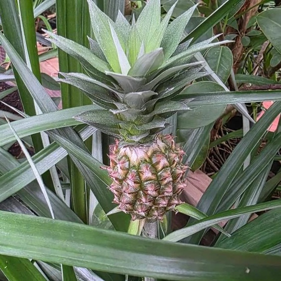 Ботанический сад Амурск — Канал Макс рейтинг Ботанический сад Амурск