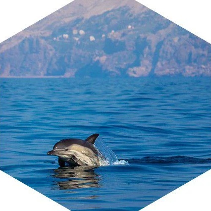 Иконка Канал Крым — портал Max