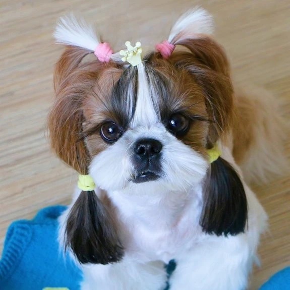 Иконка Канал Милые собаки и их друзья — портал Max