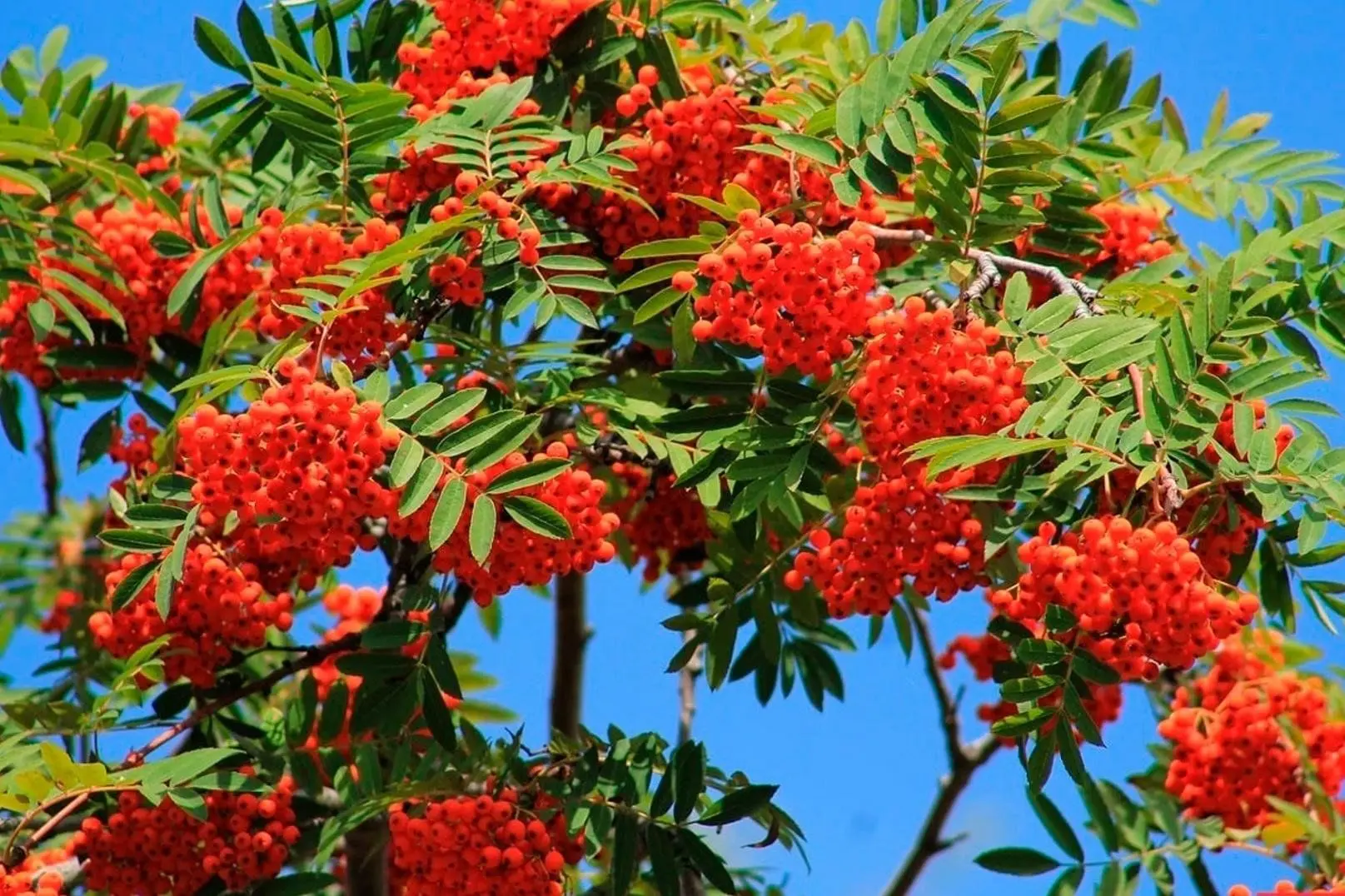 Иконка Канал МБДОУ ДС № 21 "Рябинка" п.Октябрьский Туапсинский муниципальный  округ — портал Max