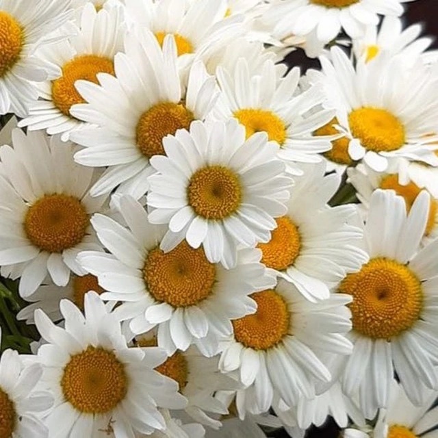 Иконка Канал СТИЛЬНЫЕ ОТКРЫТКИ — портал Max