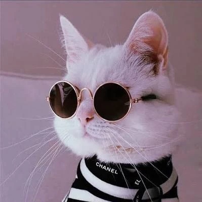 Иконка Канал Кошки | Котики Коты. Собаки. Собачки. Песики. Животные. Домашние. Милые. Пушистики. Классные. Смешные. Видео. Фото. Котята. Щеночки жиза жесть девочки девчонки девчули любовь отношения про женщин — портал Max