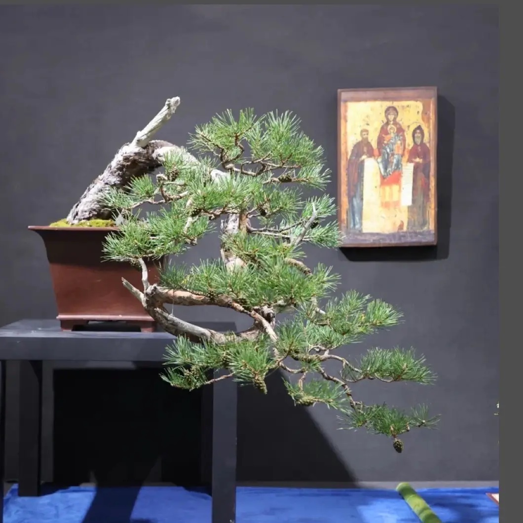 Мастерская бонсай и ниваки — Канал Макс рейтинг Мастерская бонсай и ниваки