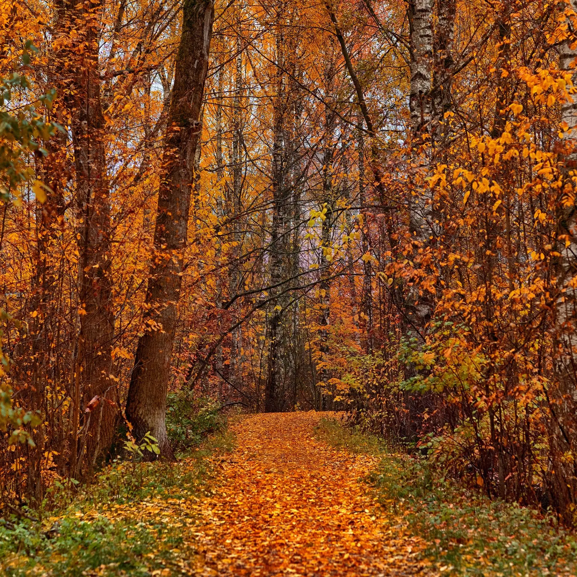 Иконка Канал Релакс музыка. Спокойная, Успокаивающая, Расслабляющая для Сна Души Снятия Стресса, Медитации, Релаксации, Успокоения нервной системы. Инструментальная красивая мелодия без слов. Красивые мелодии — портал Max