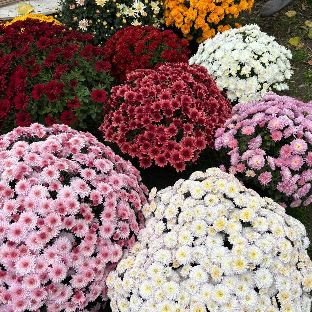 Иконка Канал Мультифлора — портал Max