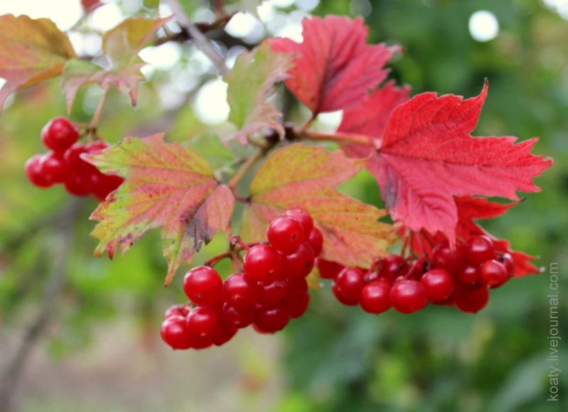 Иконка Канал МБДОУ № 46 "Калинка" — портал Max