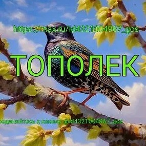 Иконка Канал Тополек — портал Max