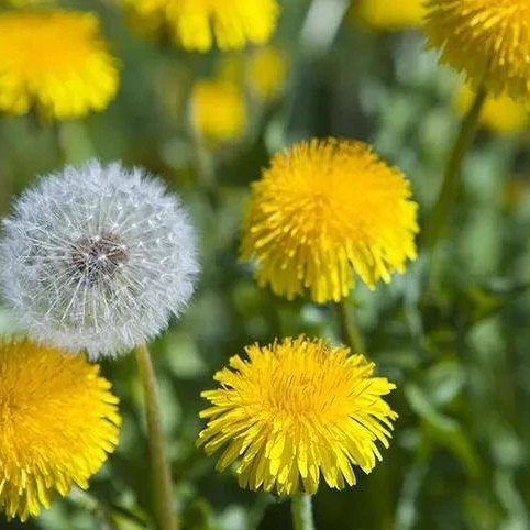 Иконка Канал МКДОУ 21 "Одуванчик" — портал Max