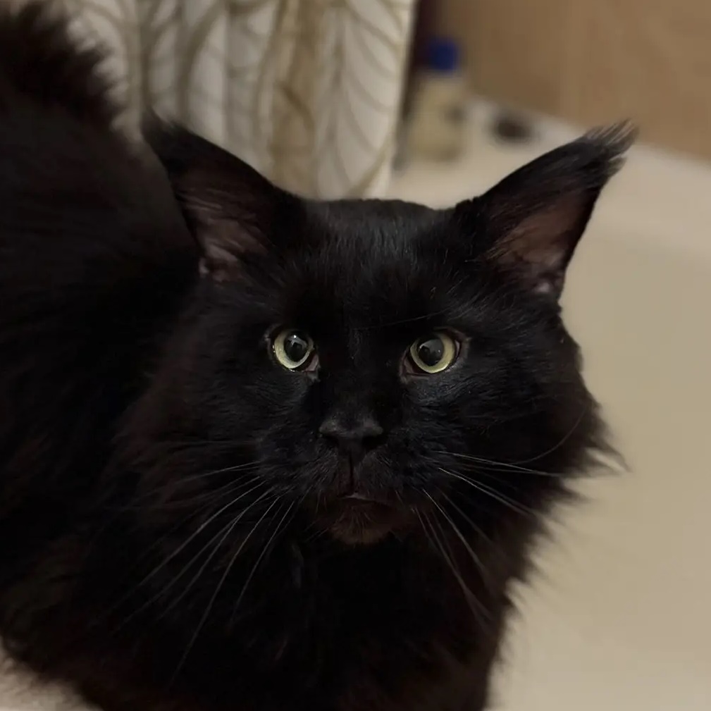 Иконка Канал КОТЯ🐈‍⬛ — портал Max