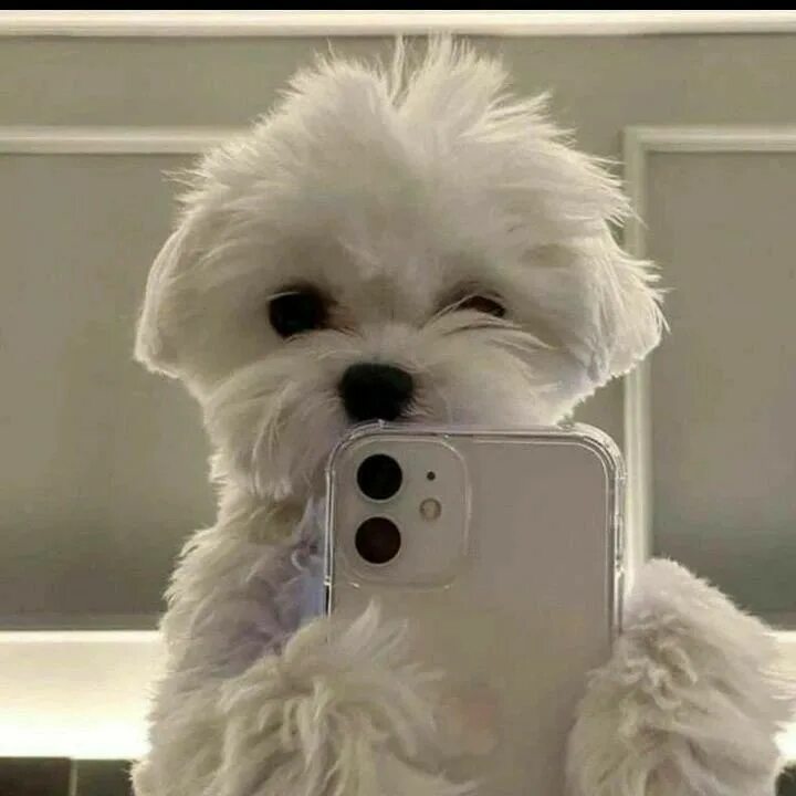 Аватар Группа 🐶ПёсоФФФ | Собаки без фильтра — рейтинг Max