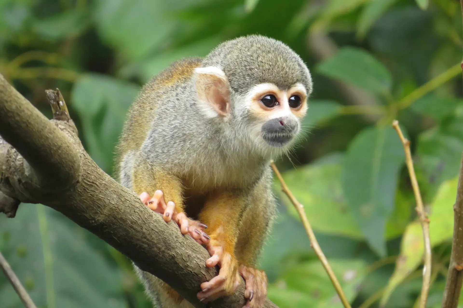 Иконка Канал Обезьянки, мармозетки, игрунки, тамарины приматы — портал Max