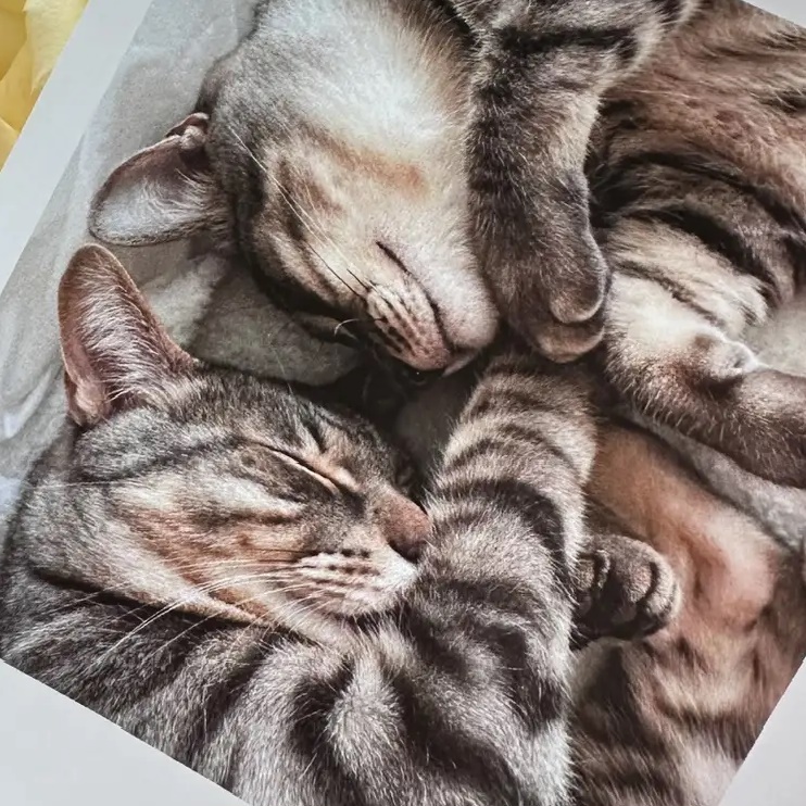 Иконка Канал Dreamland чудесный канал — портал Max