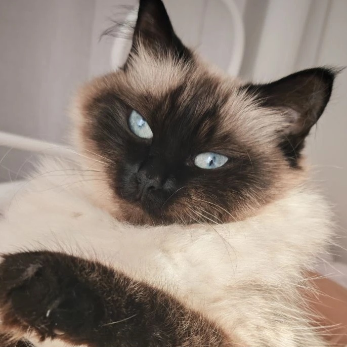 Иконка Канал тот кот — портал Max