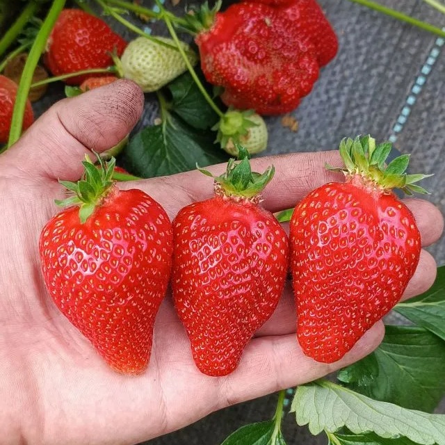 Иконка Канал Клубника-СТ — портал Max