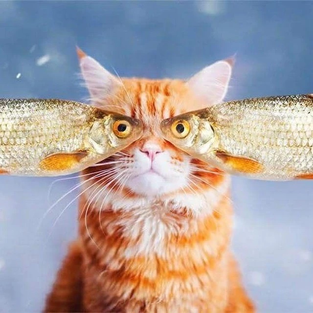 Иконка Канал Дайте рыбов! — портал Max