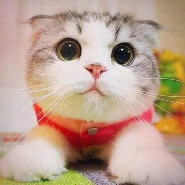 КОТИКИ 🐈 Юмор Приколы Планета Животных Забавные Смешные Коты Котята Собаки Милые Добрые Кошки Собачки Милые Домашние Щенки Котята Картинки Все Дикие Мир Кошка Фото Прикольные Видео Питомцы Животные — Канал Макс рейтинг КОТИКИ 🐈 Юмор Приколы Планета Животных Забавные Смешные Коты Котята Собаки Милые Добрые Кошки Собачки Милые Домашние Щенки Котята Картинки Все Дикие Мир Кошка Фото Прикольные Видео Питомцы Животные