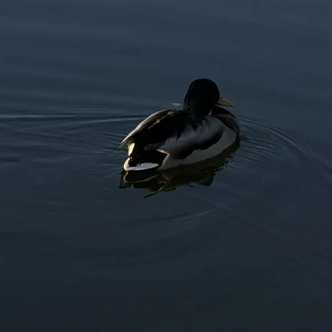 Кремлёв Ярослав — Канал Макс рейтинг Кремлёв Ярослав