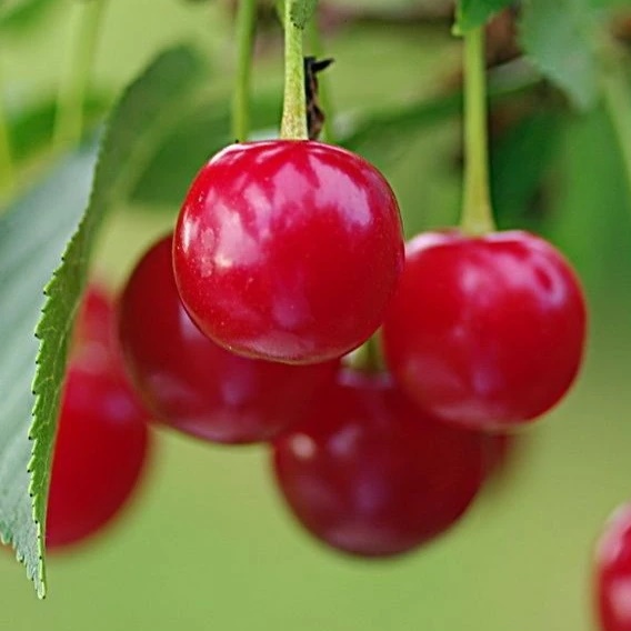 Иконка Канал МБДОУ ДС "Вишенка" г.Волгодонска — портал Max