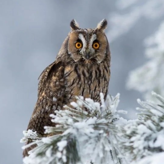 Иконка Канал Птицы | Животные — портал Max