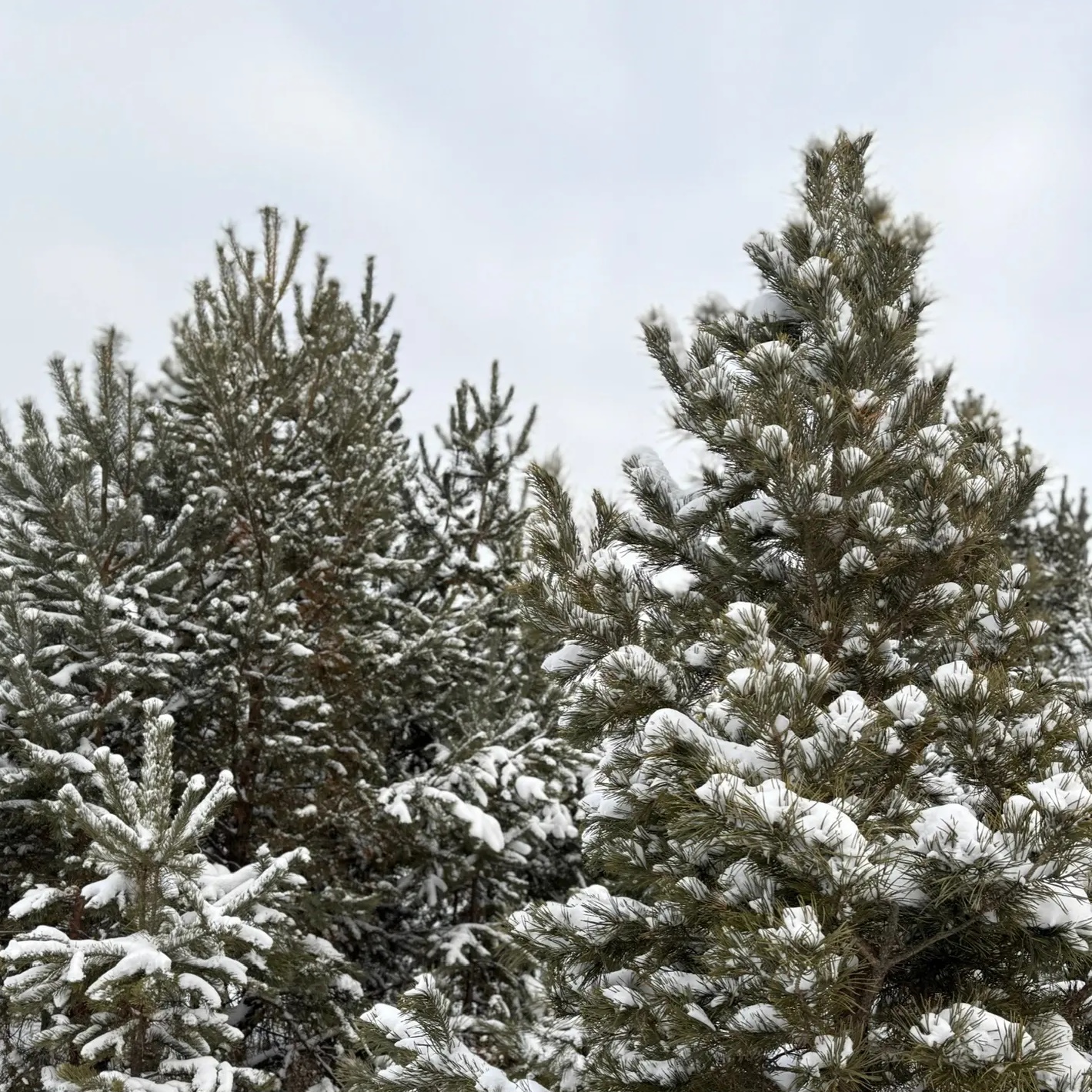 Иконка Канал Главное управление лесами Челябинской области — портал Max