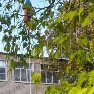 Иконка Канал МКОУ СОШ №17 с.Лесная Дача — портал Max